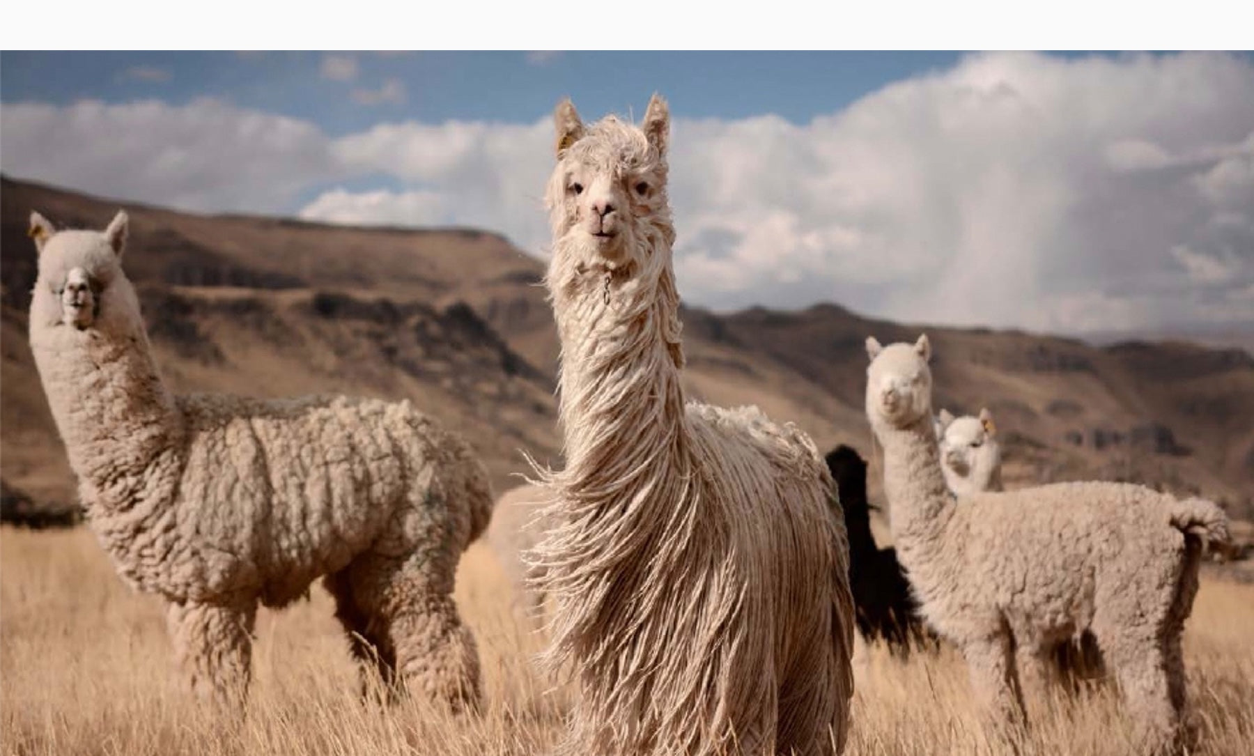 Silkeborg Throws & Blankets