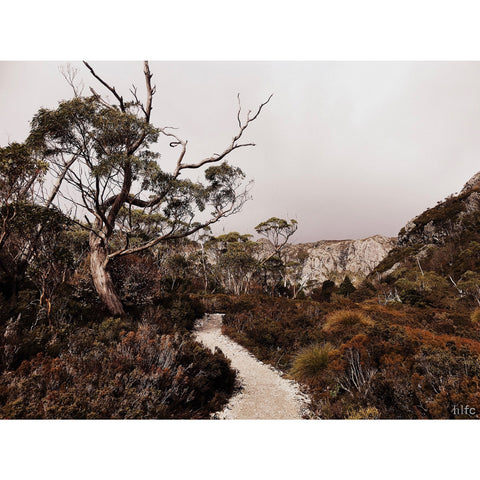 WALL HANGING // Tarkine